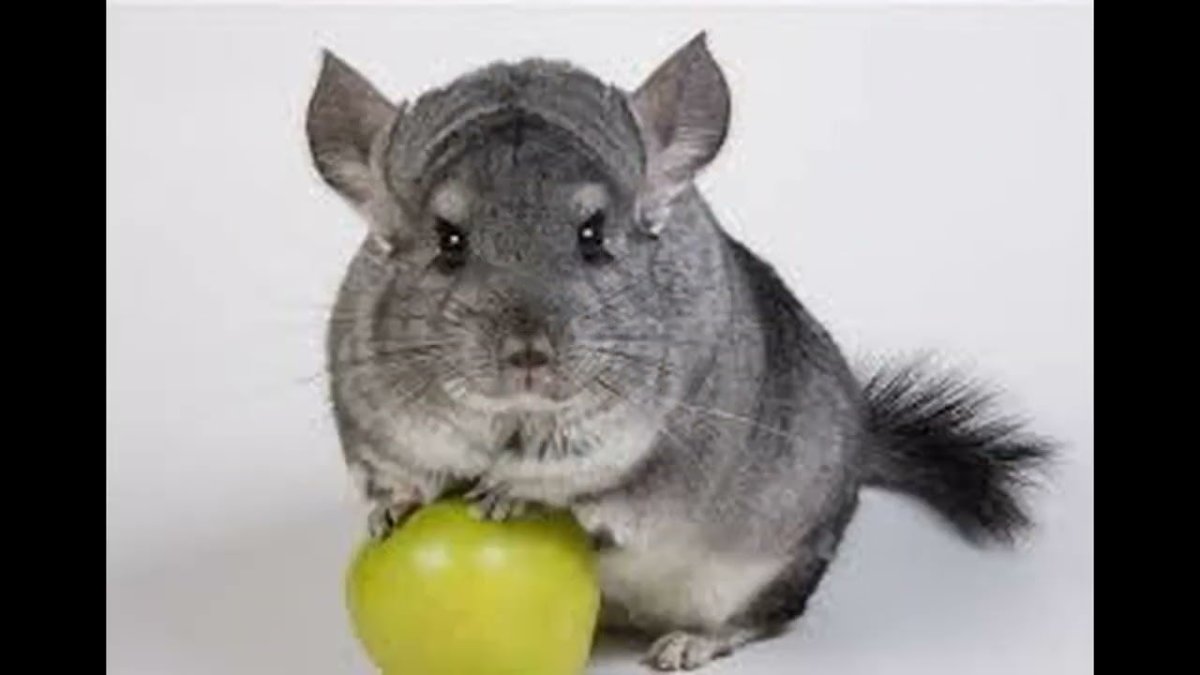 Короткохвостая шиншилла