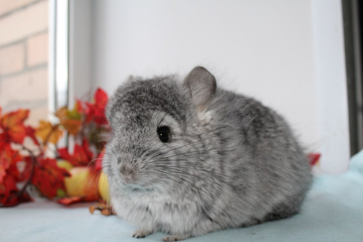 Шиншилла Степная