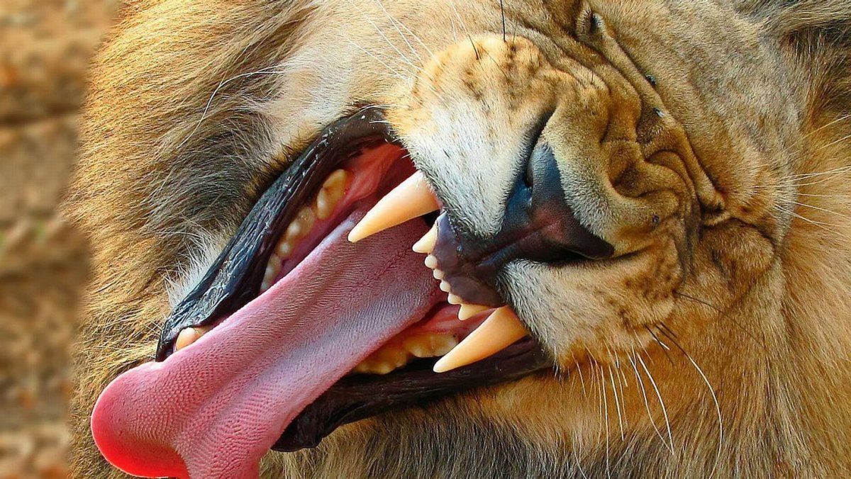 Зубы Льва