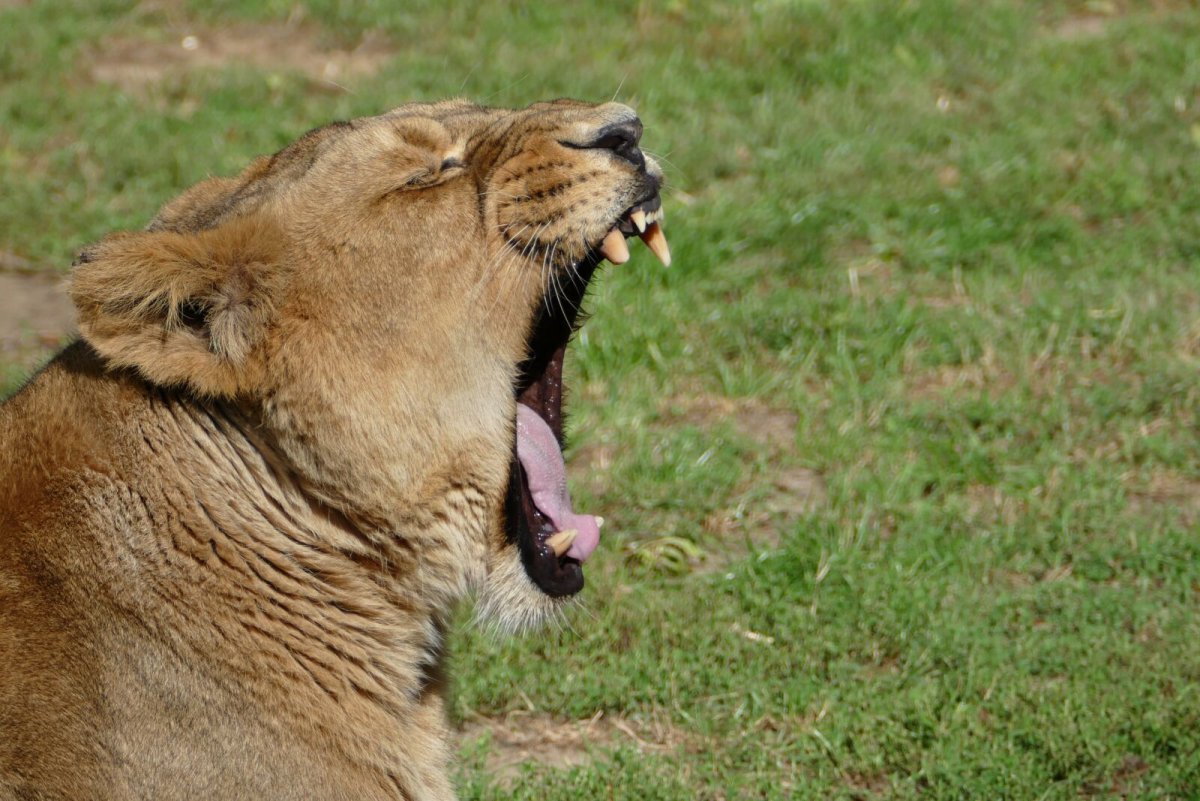 Животные с открытой пастью