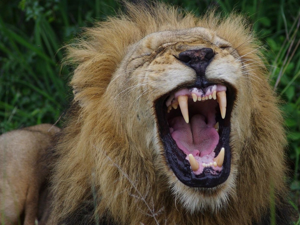 Пасть Льва
