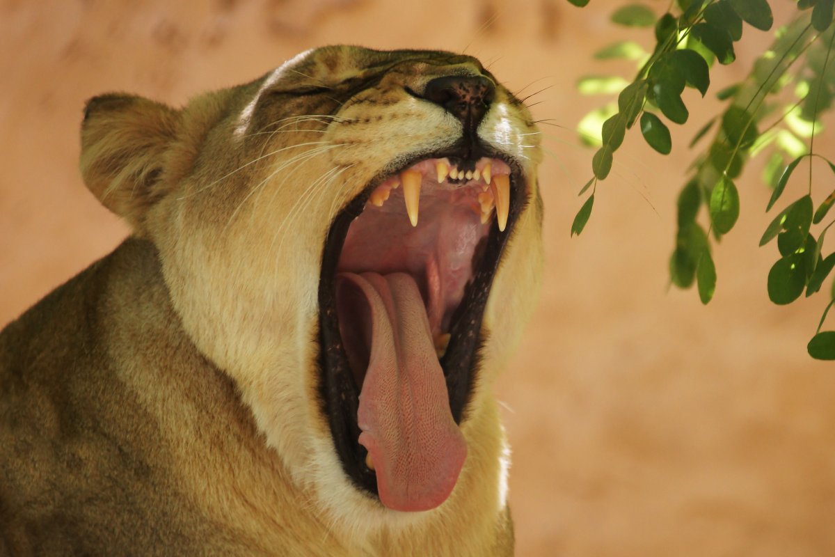 Лев с белой штукой во рту