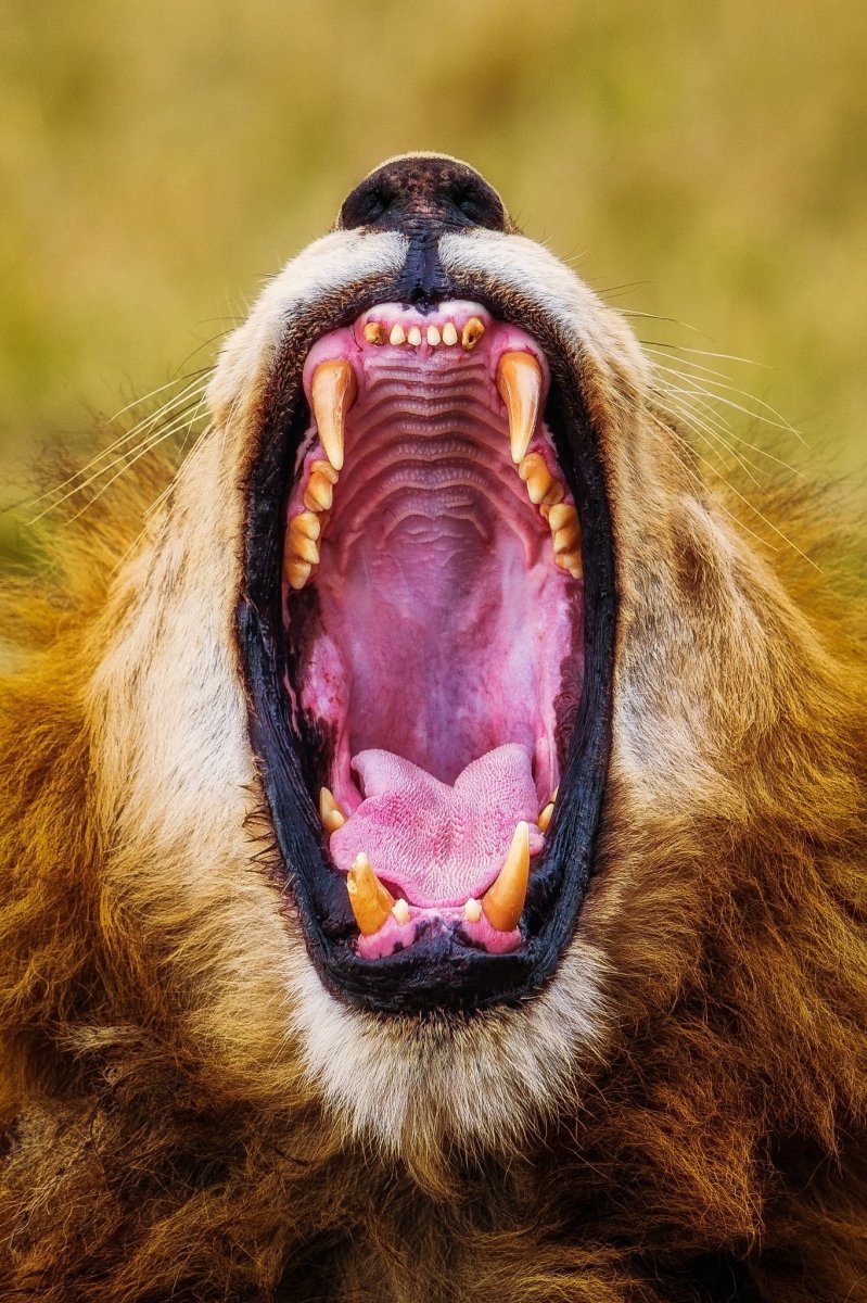 Пасть зверя