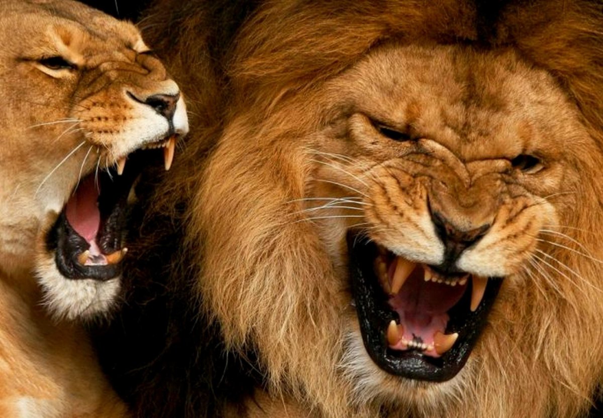 Лев хищник зубы