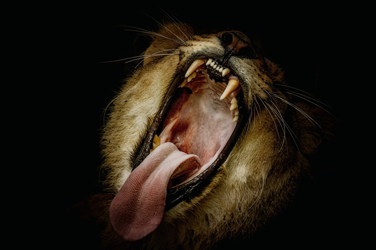 Клыки животных Лев