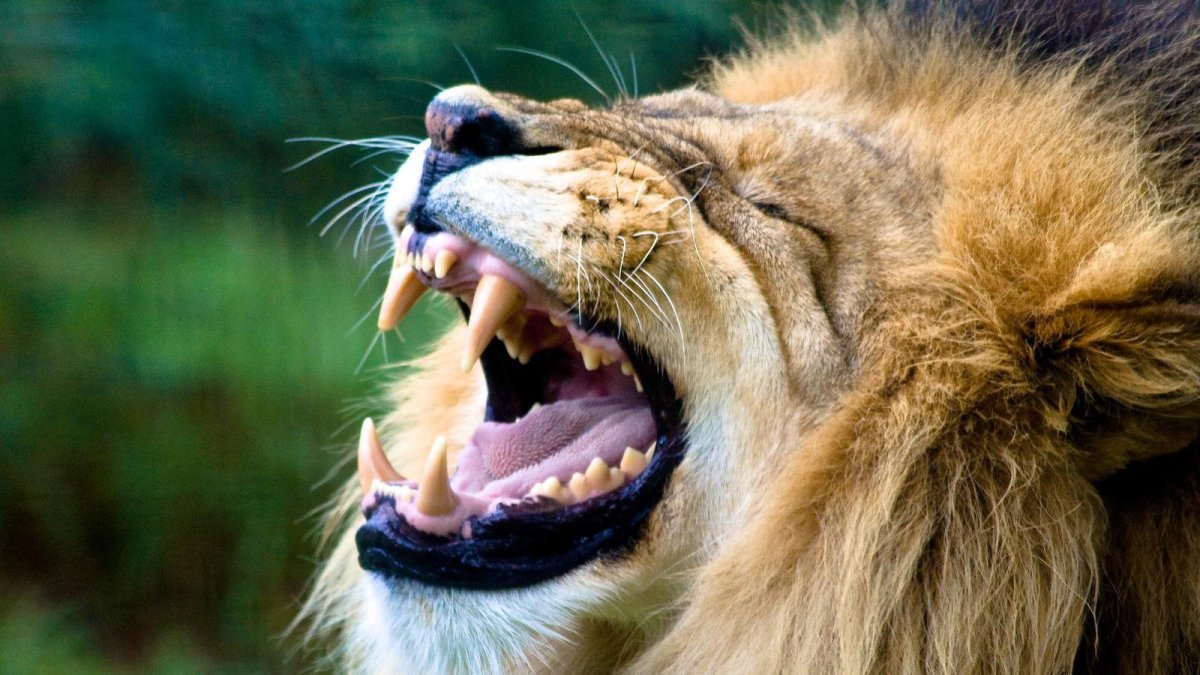 Пасть Льва