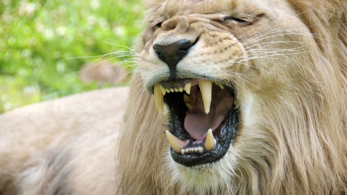 Как кусает беззубый Лев