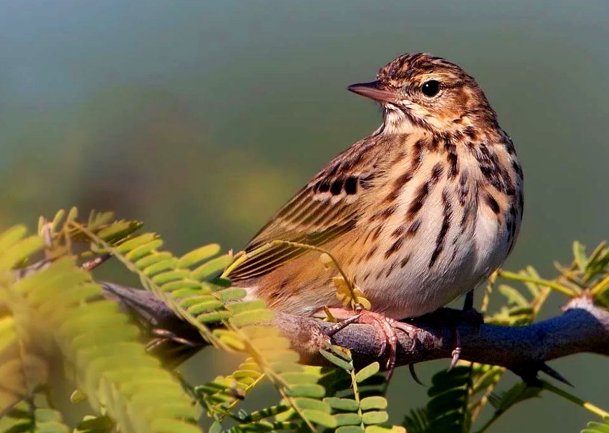Птицы которые зимуют в Московской области