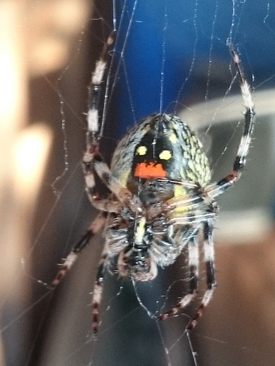 Пауки дальнего Востока