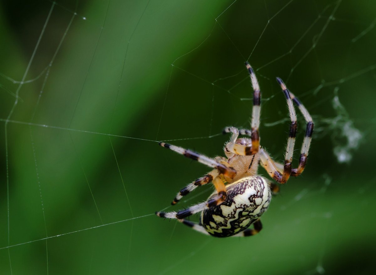Паук крестовик Сибирский