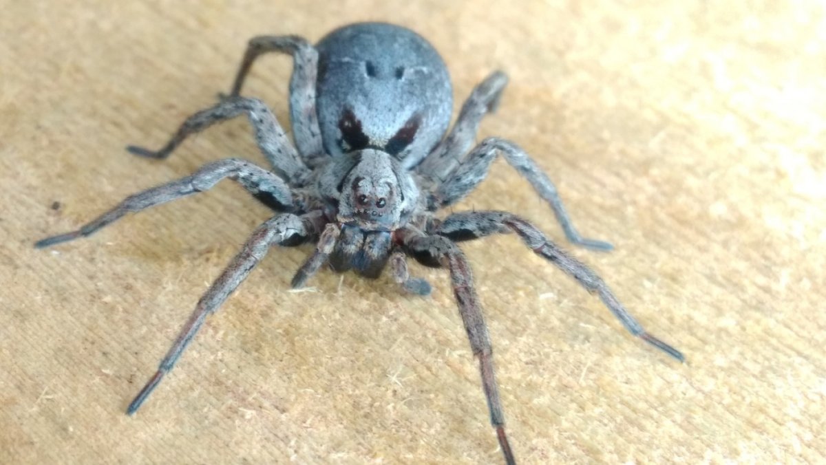 Пауки центральной России