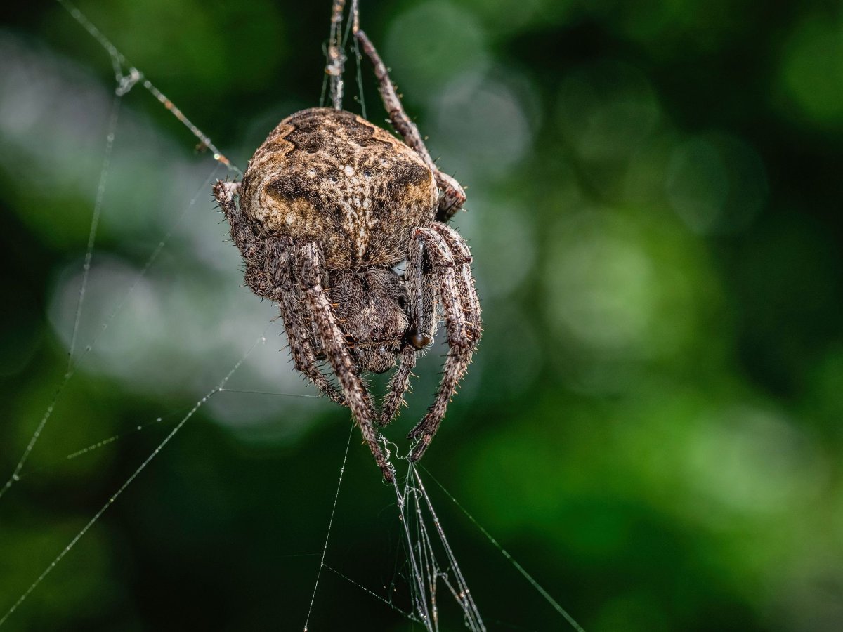 Паук крестовик