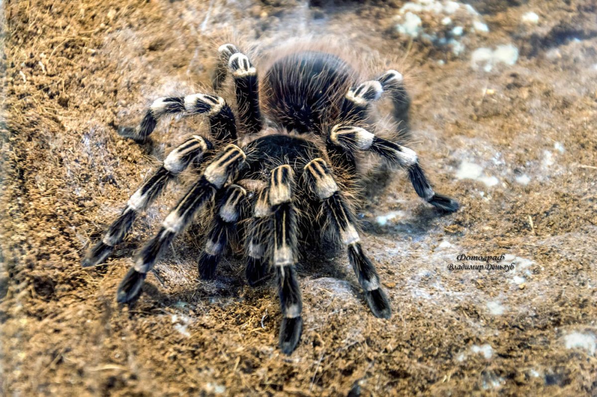 Паук птицеед ядовитый