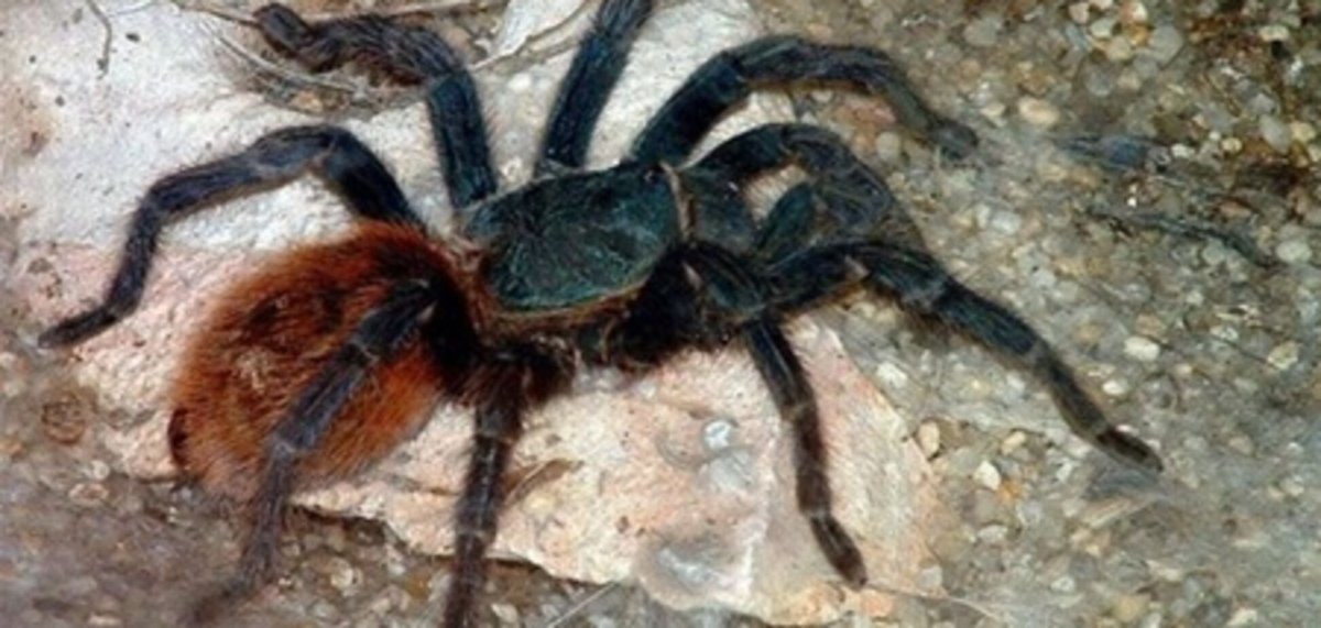 Пауки каракурты, тарантулы, птицееды