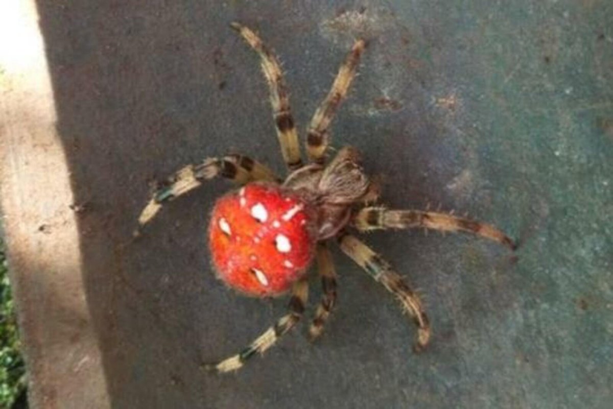 Ядовитые пауки в Башкирии