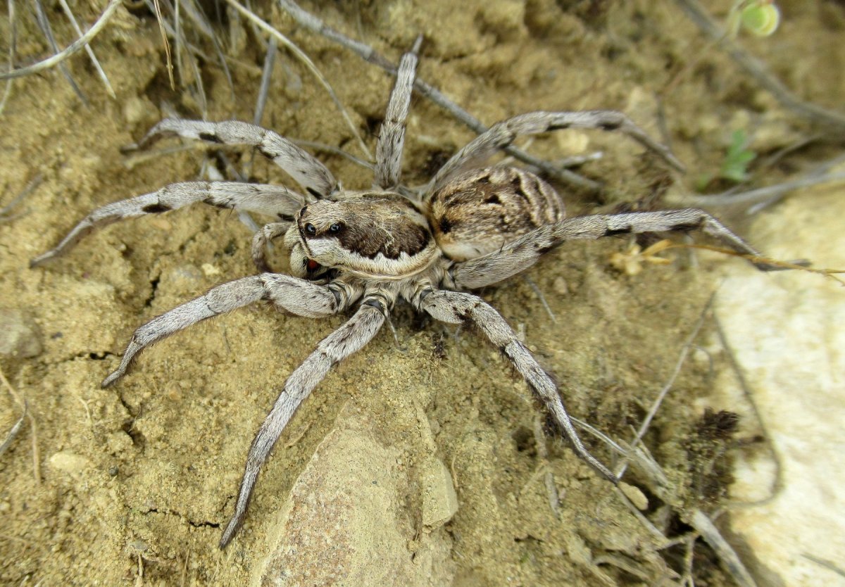 Алтайские пауки