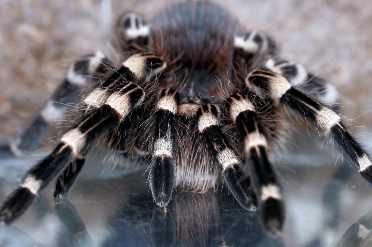 Птицеед геникулята