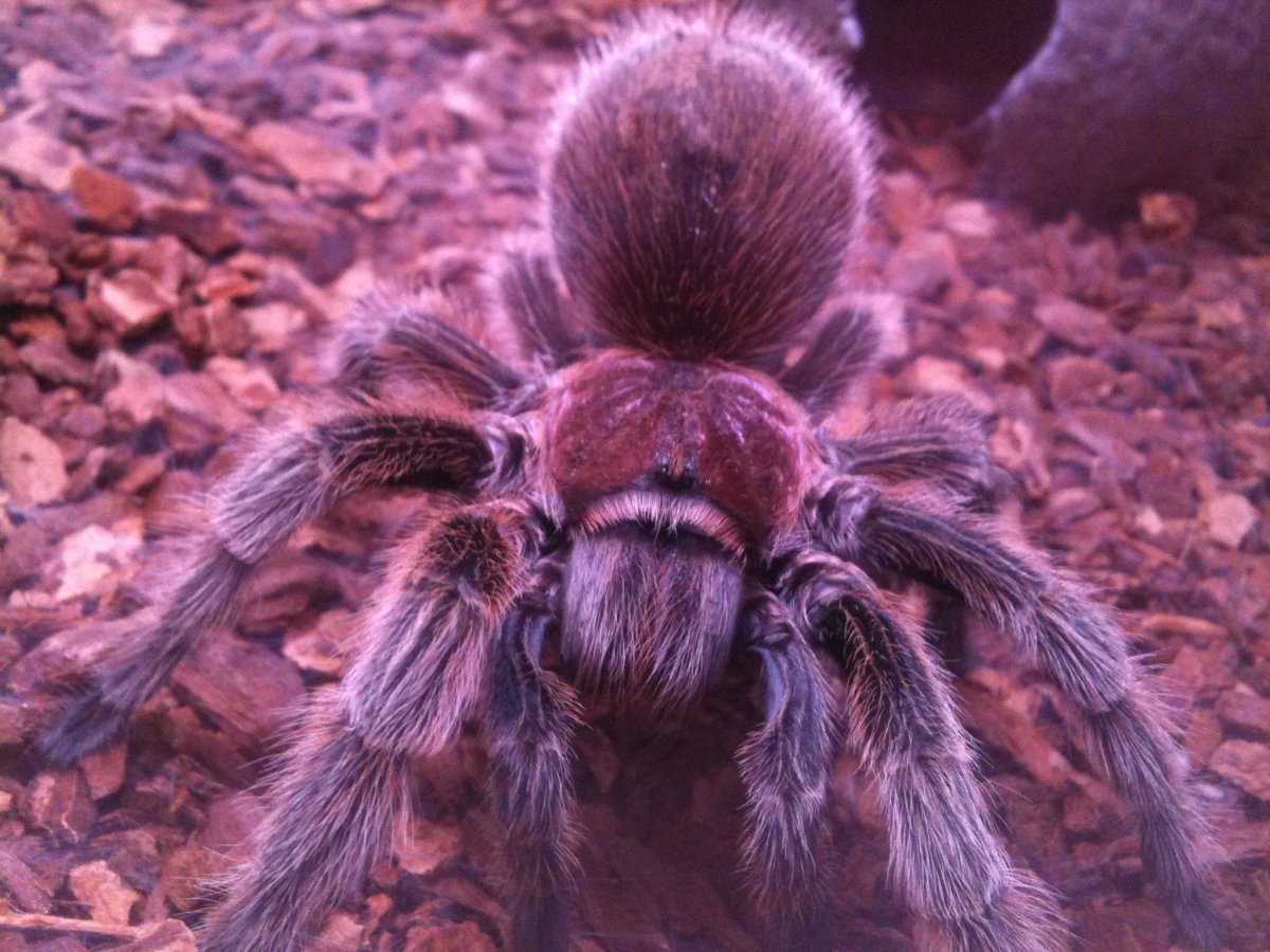 Паук Тарантул птицеед