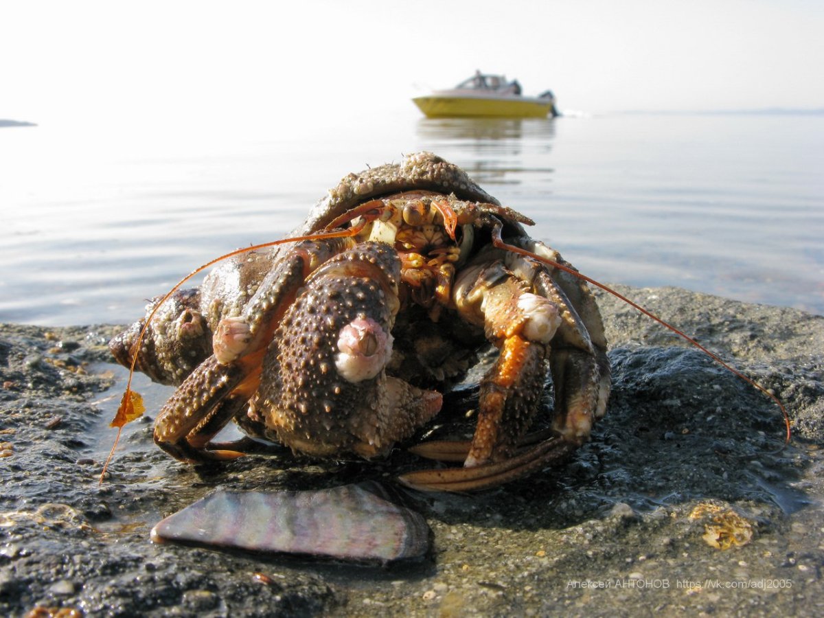 Крабы отшельники большие