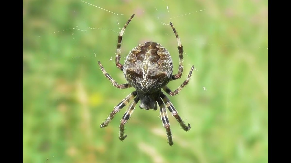 Паук Araneus angulatus