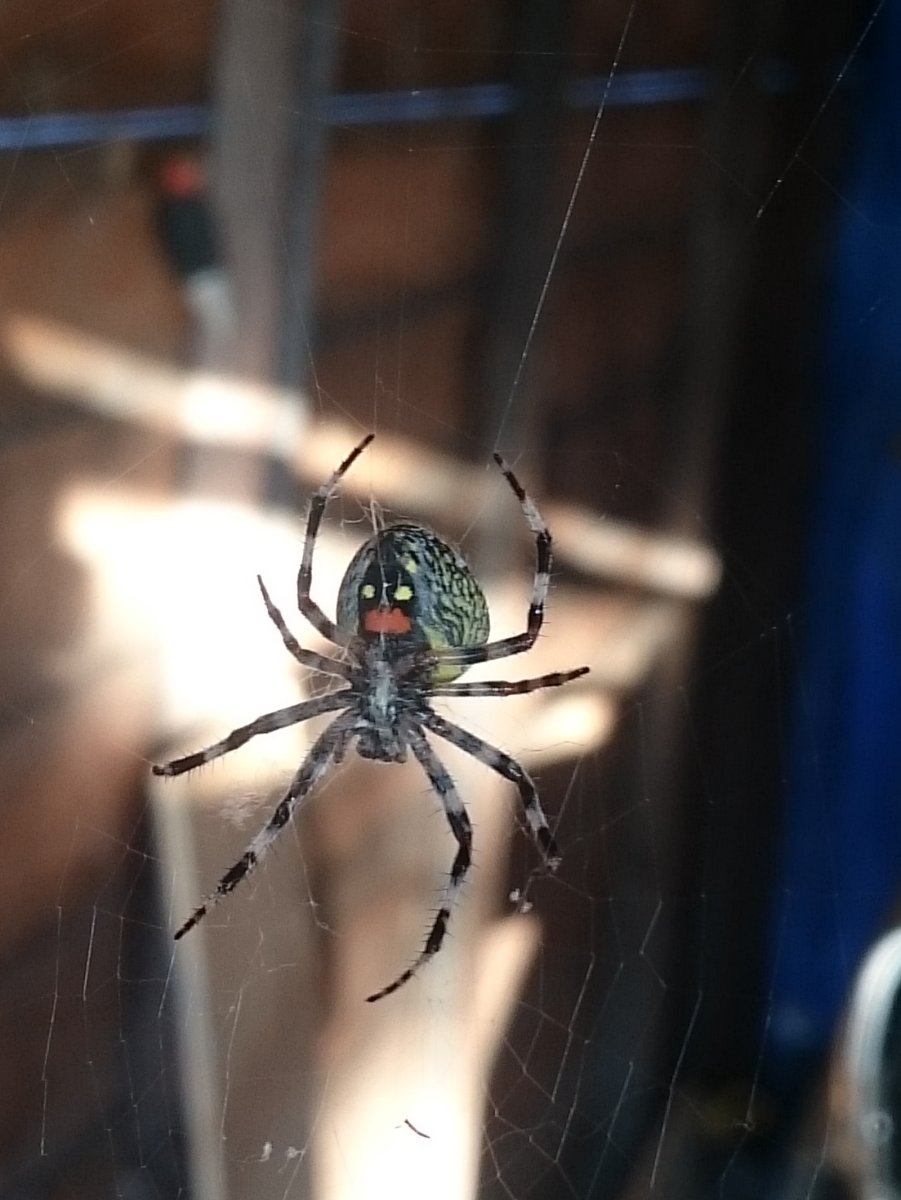 Пауки дальнего Востока