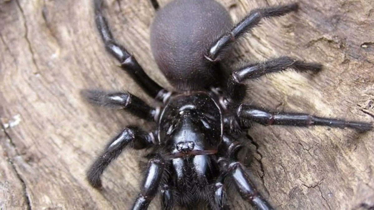 Сиднейский воронковый паук укус