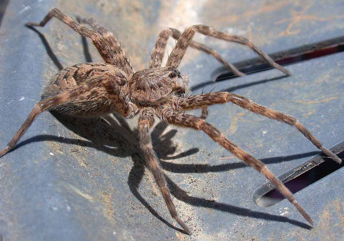 Крымский виноградный паук