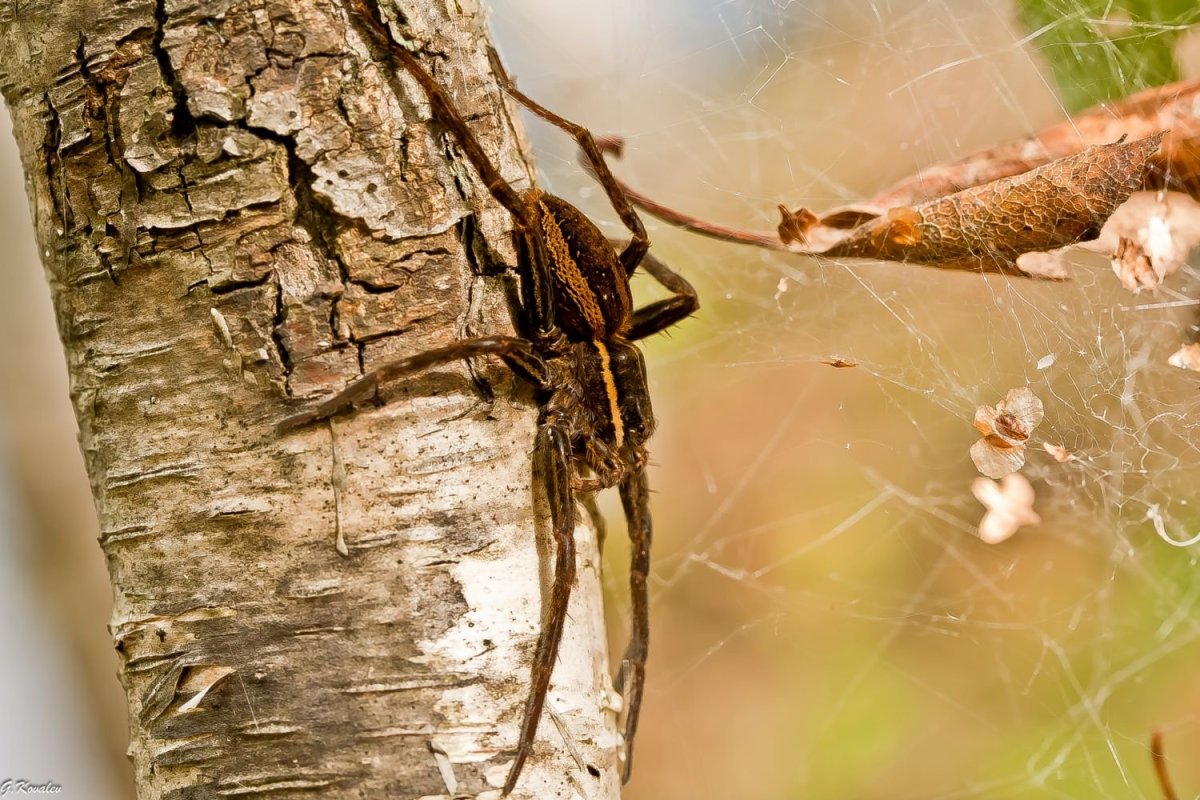 Насекомые дальнего Востока