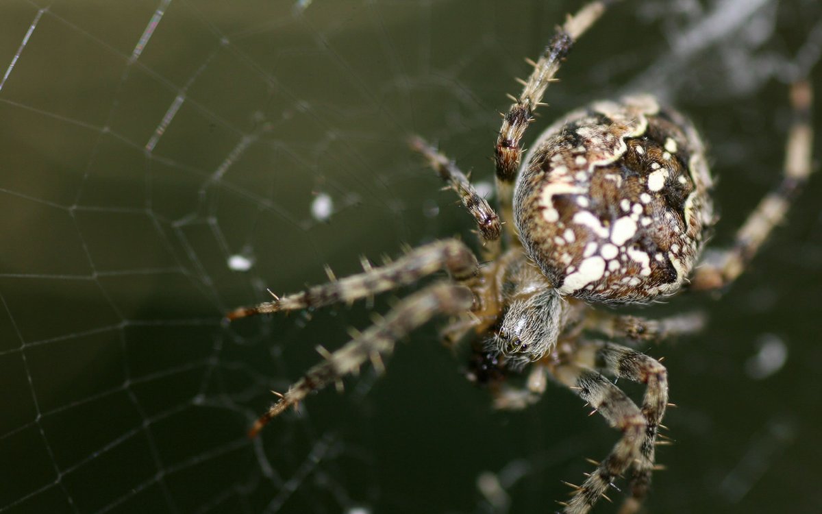 Araneus diadematus - крестовик