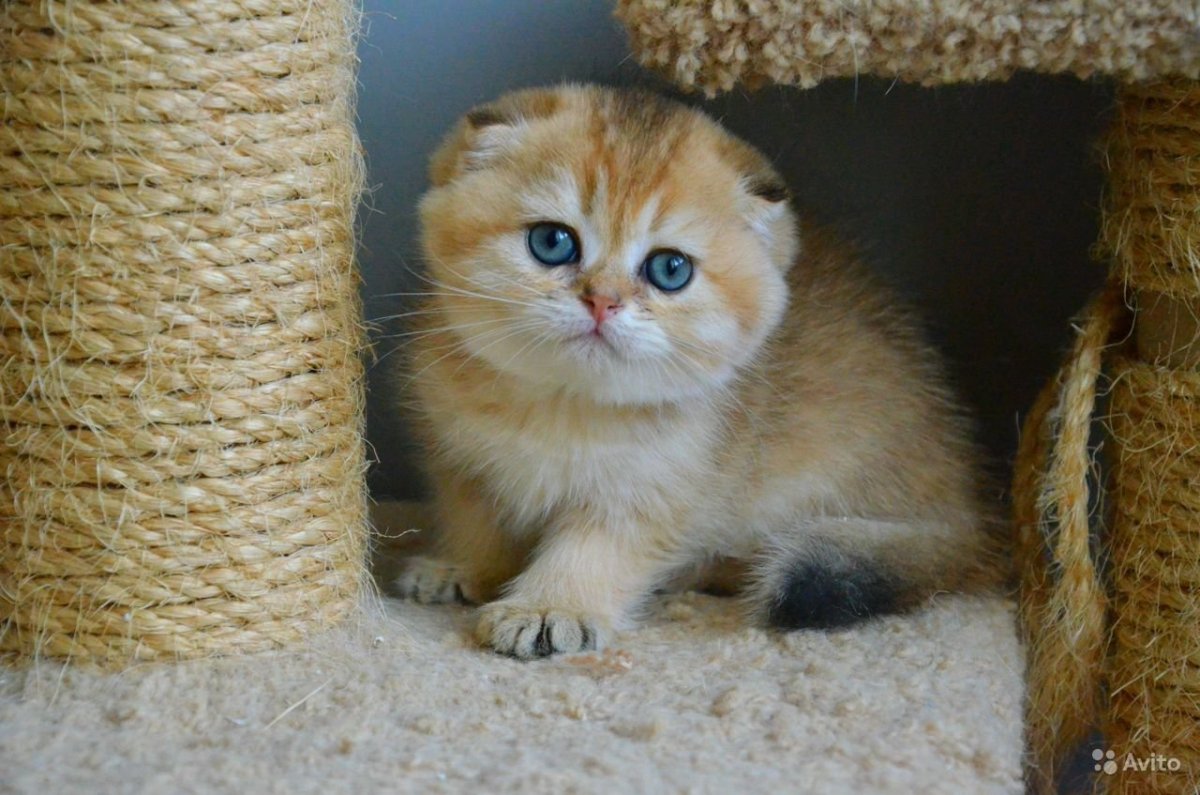 Шотландская кошка Золотая шиншилла