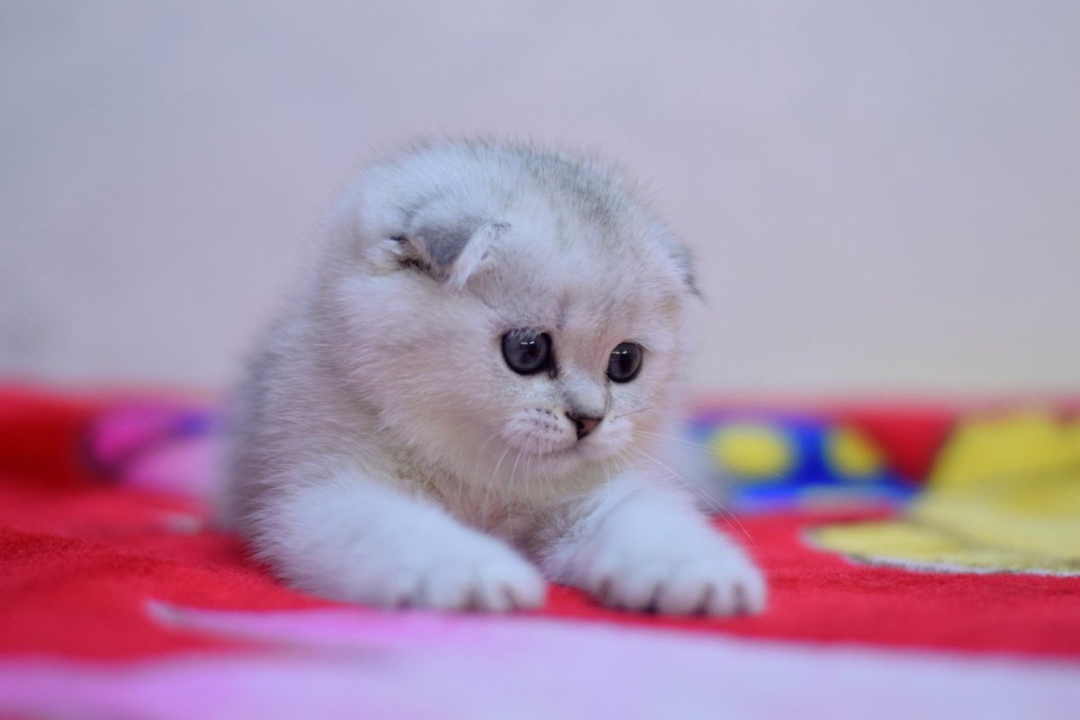 Шотландские шиншиллы котята
