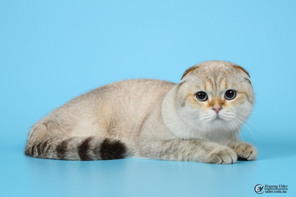 Шотландская вислоухая шиншилла