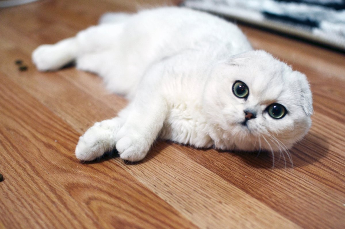 Шотландская шиншилла вислоухая хайленд