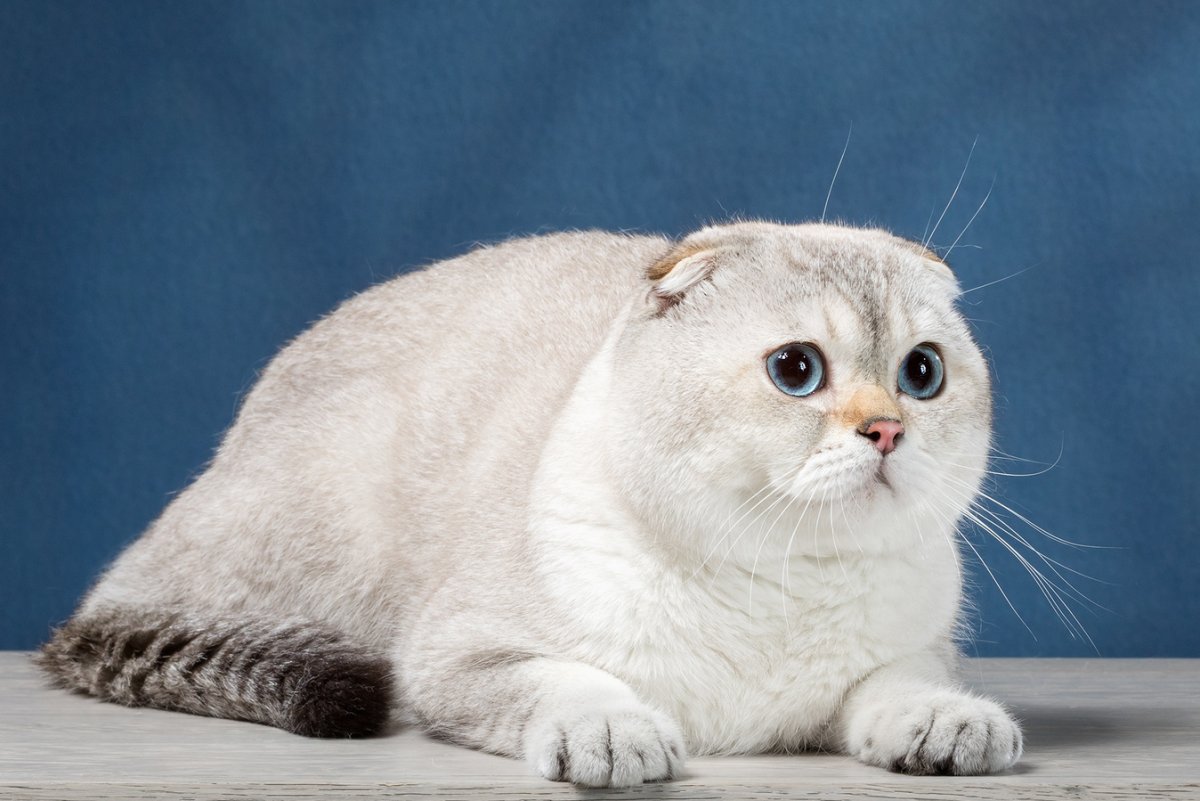 Шотландская вислоухая Золотая шиншилла