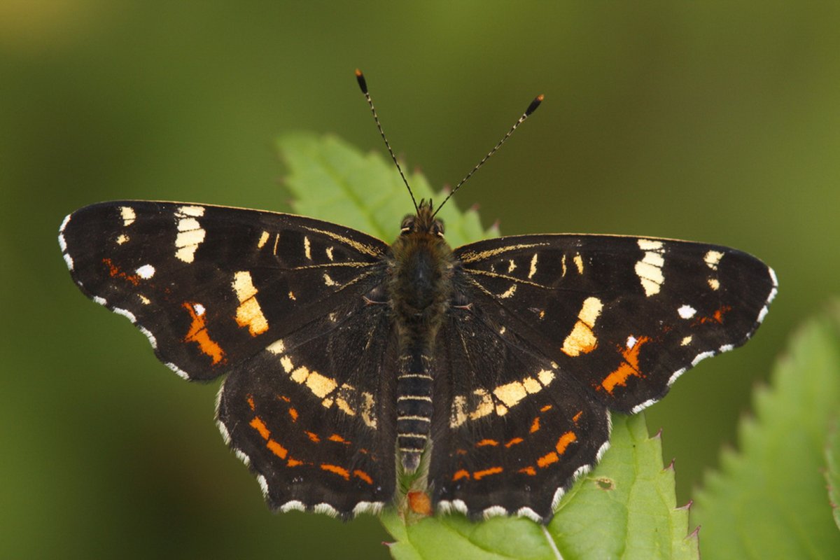 Araschnia Levana Пестрокрыльница изменчивая