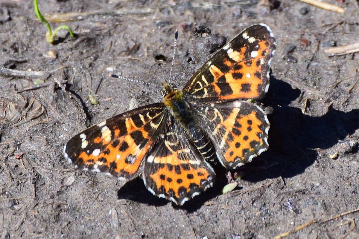 Araschnia Levana Пестрокрыльница изменчивая