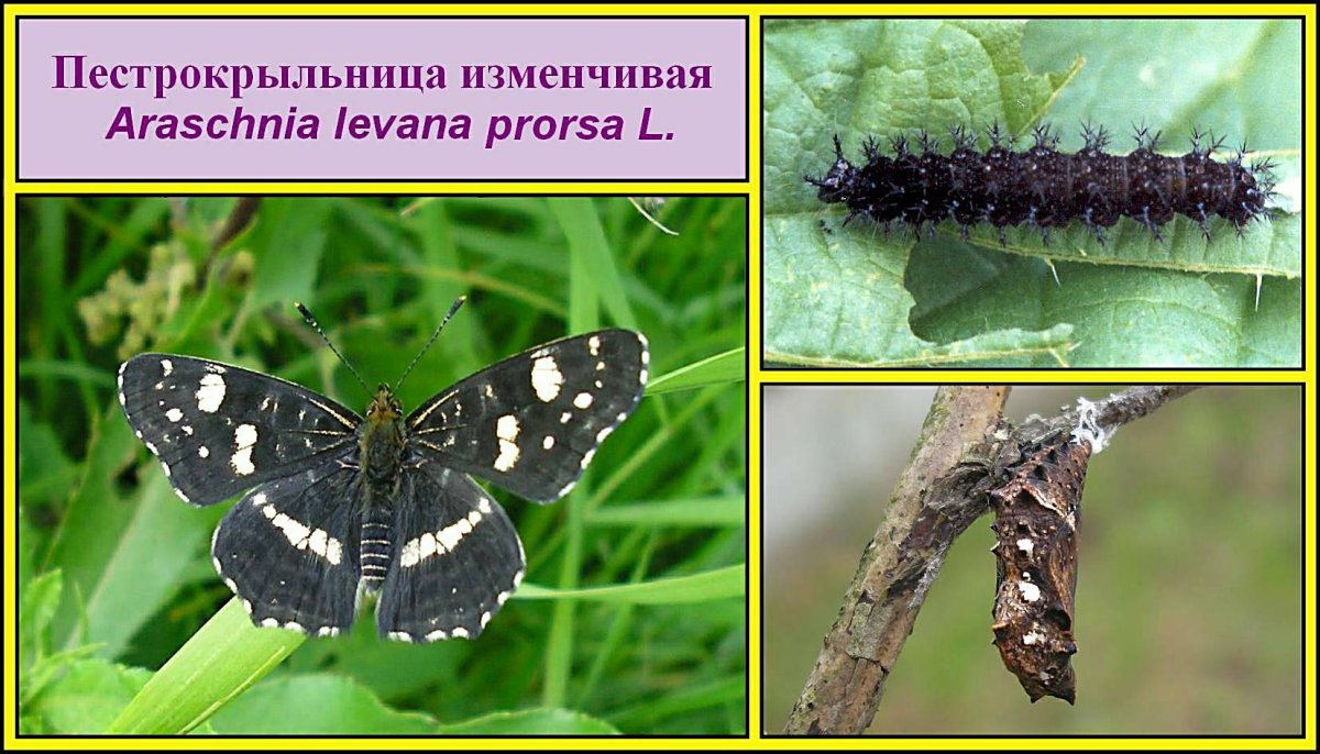 Пестрокрыльница изменчивая