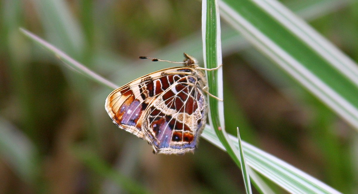 Бабочка голубянка Орион