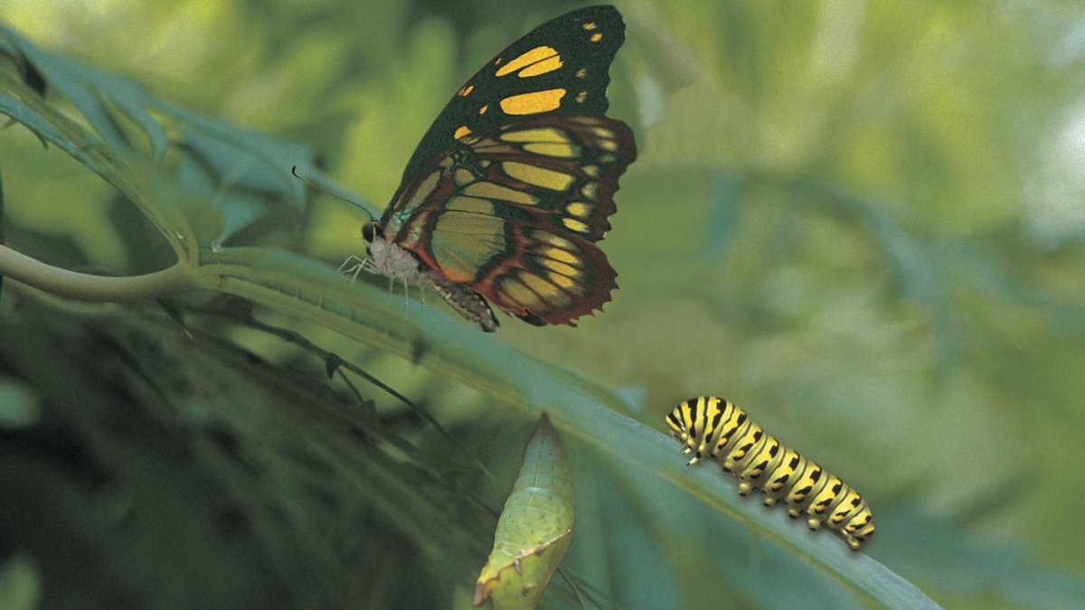 Бабочка Барон нимфалид