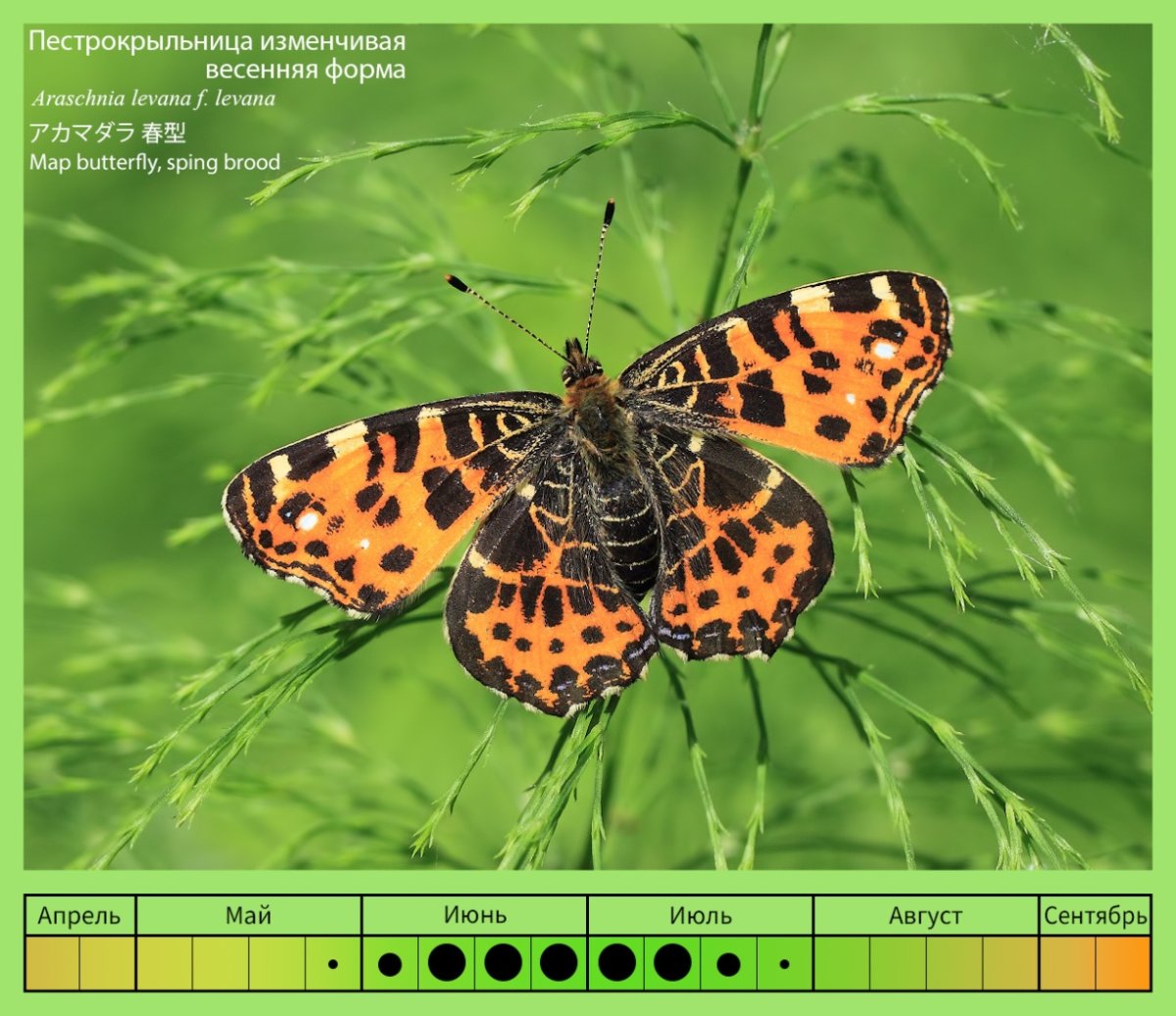 Бабочка Araschnia Levana