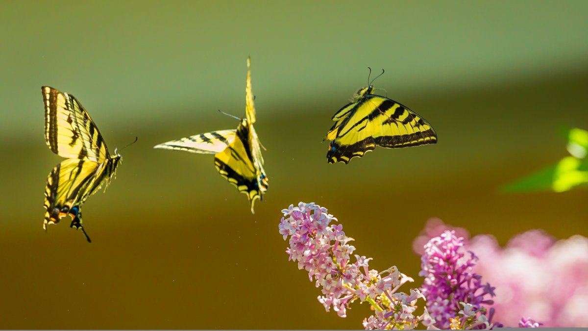 Cethosia hypsea hypsea
