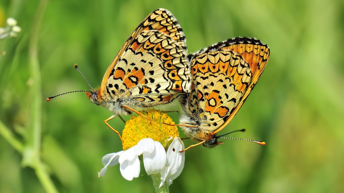 Araschnia Levana Пестрокрыльница изменчивая