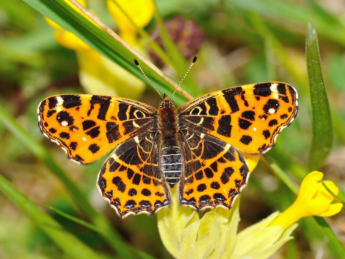 Личинки чешуекрылых