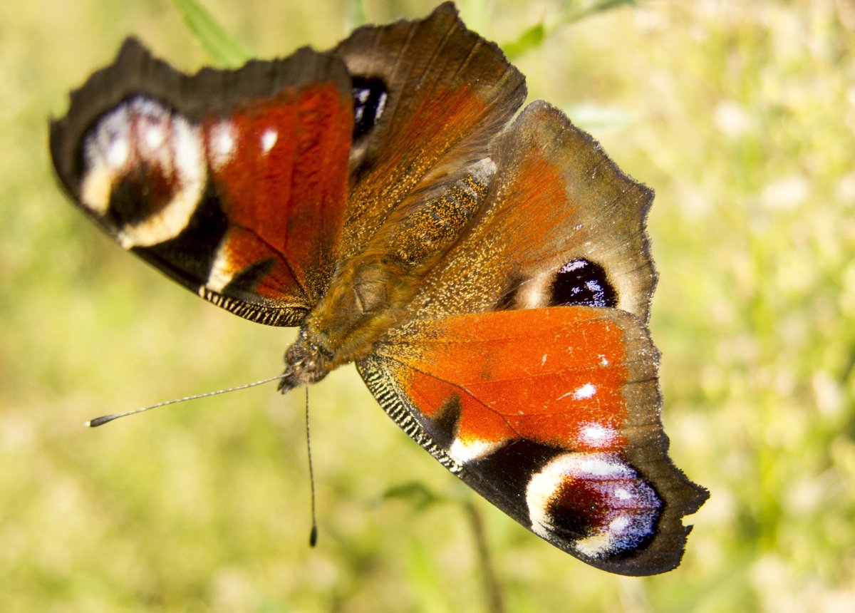 Пестрокрыльница изменчивая