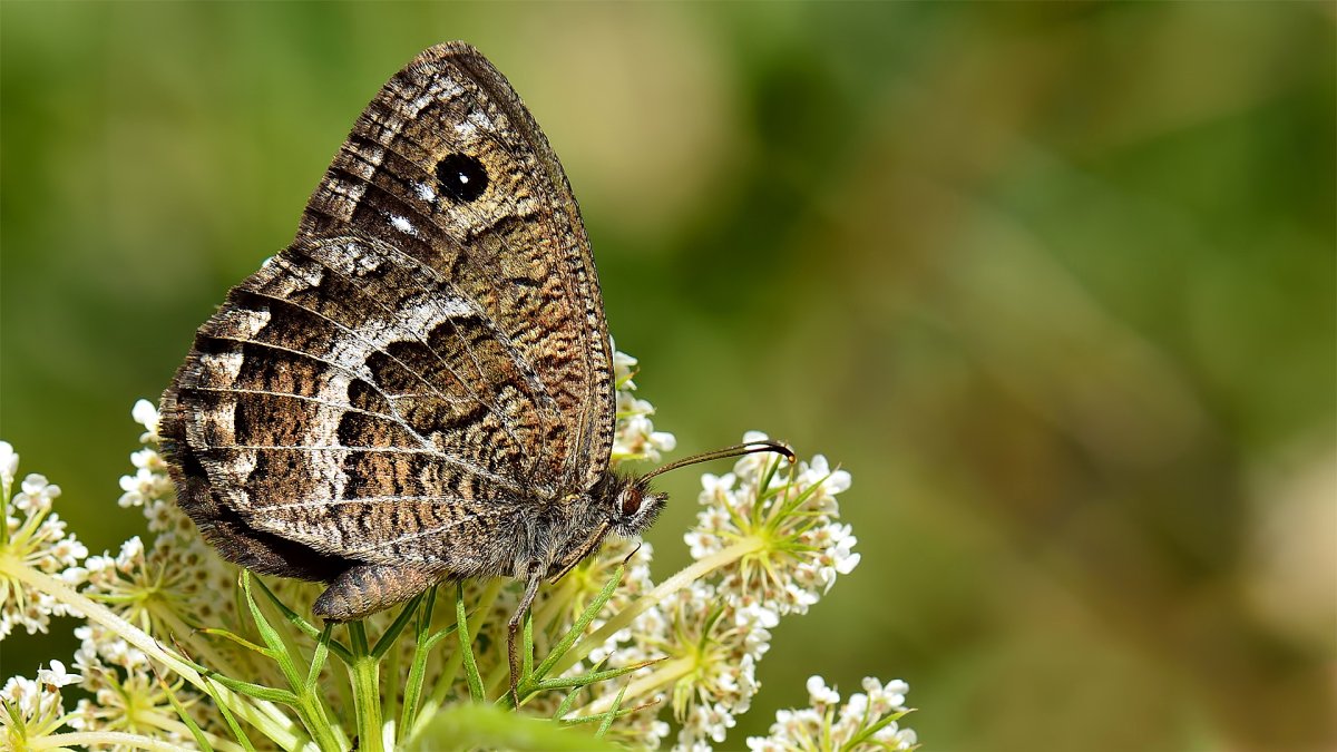Бабочка крупным планом