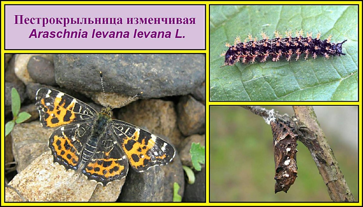 Бабочка черная с белыми пятнами