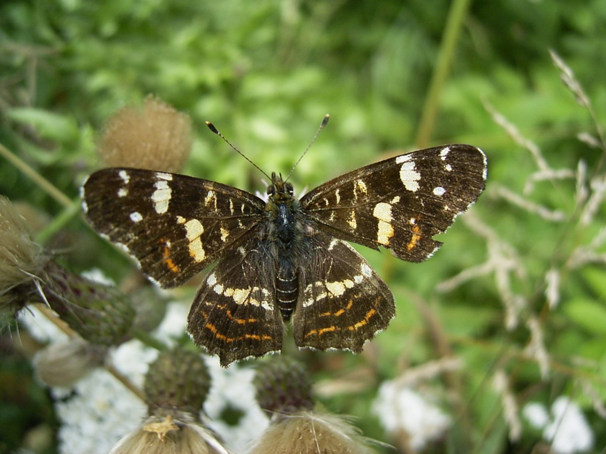 Бабочка Пестрокрыльница Весеннее поколение