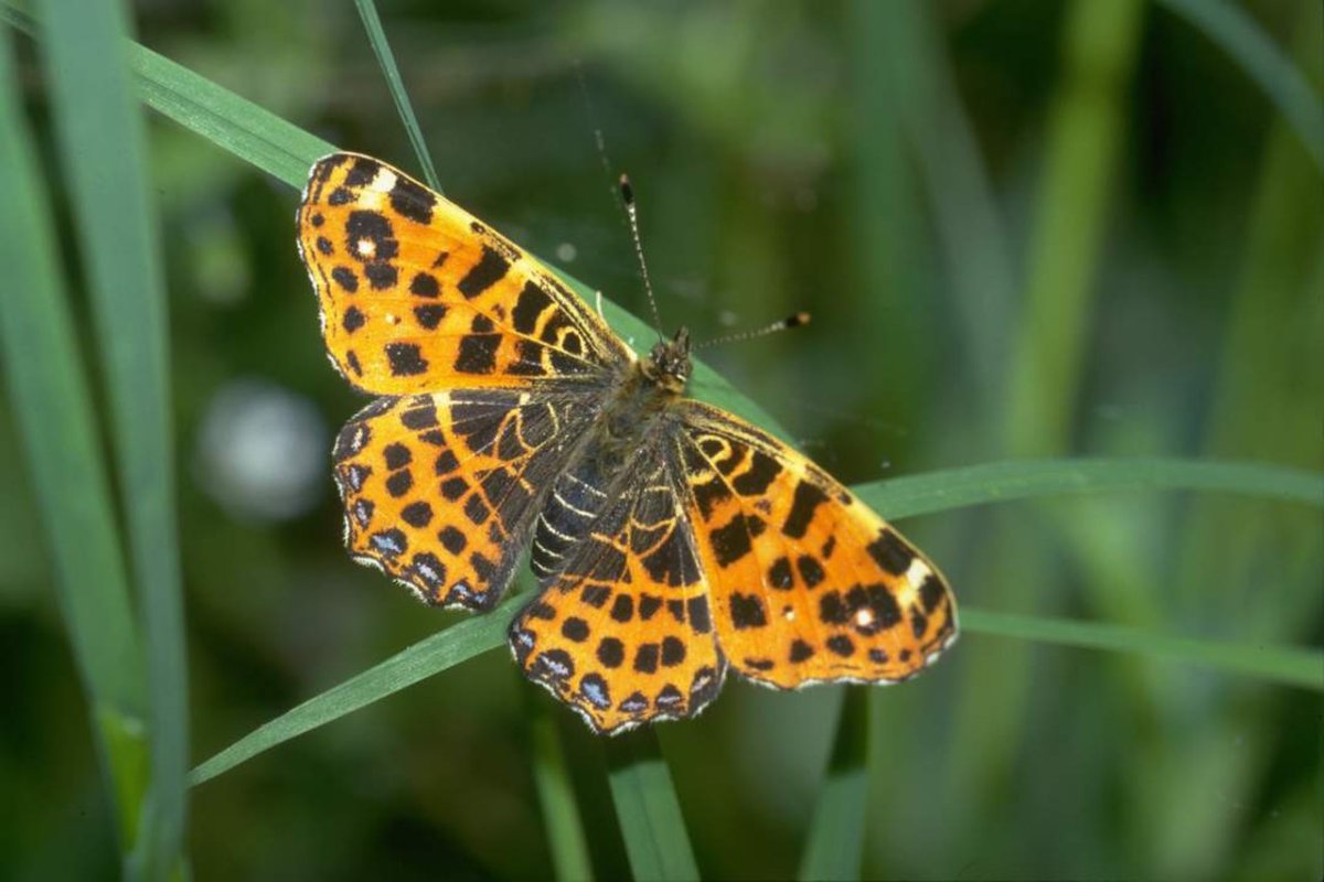 БУЛАВОУСЫЕ чешуекрылые бабочки