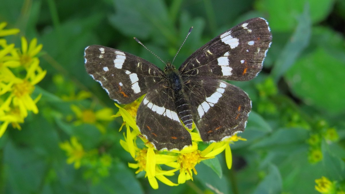 Отряд чешуекрылые