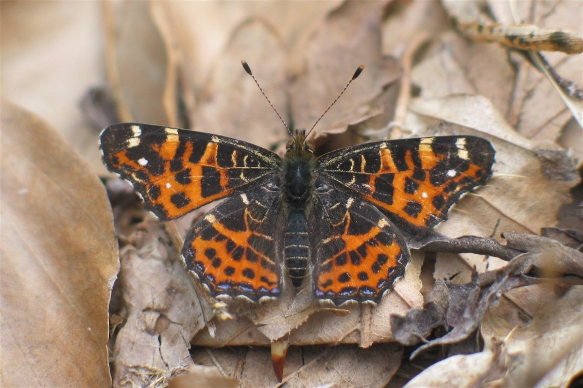 Две бабочки